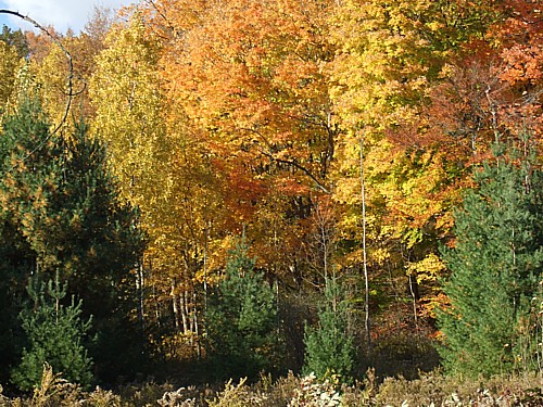 Indian Summeer, Kanada, Ontario, Toronto, Rouge Park 02